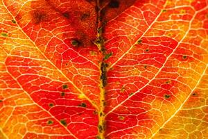 Nahaufnahme Herbst Herbst extreme Makro Textur Blick auf rot orange grün Holz Blatt Baum Blatt glühen in Sonne Hintergrund. inspirierende natur oktober oder september hintergrundbild. wechsel der jahreszeiten konzept. foto