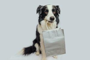 Hündchen-Border-Collie mit Einkaufstasche im Mund isoliert auf weißem Hintergrund. shopaholic-konzept für online- oder einkaufszentren. schwarzer freitag weihnachtszeit verkauf. Attrappe, Lehrmodell, Simulation. foto