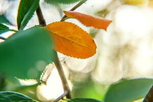 Nahansicht natürlich Herbst fallen Aussicht von rot Orange Blatt glühen im Sonne auf verschwommen Grün Hintergrund im Garten oder Park. inspirierend Natur Oktober oder September Hintergrund. Veränderung von Jahreszeiten Konzept. foto