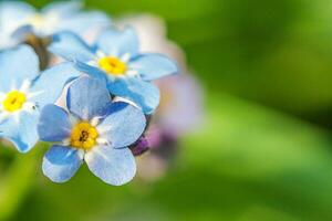 schön wild vergessen Sie mich nicht Myosotis Blume blühen Blumen im Frühling Zeit. schließen oben Makro Blau Blumen, selektiv Fokus. inspirierend natürlich Blumen- Blühen Sommer- Garten oder Park. foto