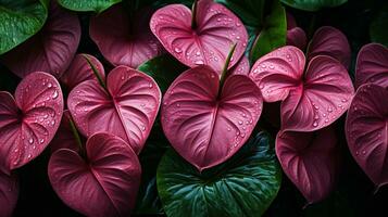 Anthurium jenmanii Blatt Pflanze Blatt Hintergrund foto