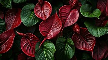 Anthurium jenmanii Blatt Pflanze Blatt Hintergrund foto