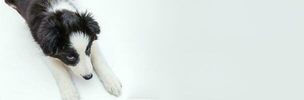 Lustiges Studioporträt des süßen, lächelnden Welpenhundes, Border-Collie, isoliert auf weißem Hintergrund. Haustierpflege und Tierkonzept. Banner foto