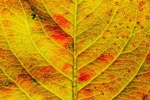 Closeup Herbst Herbst extreme Makro Textur Blick auf rot orange Holz Blatt Baumblatt glühen in Sonne Hintergrund. inspirierende natur oktober oder september hintergrundbild. wechsel der jahreszeiten konzept. foto