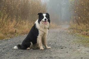 Haustier Aktivität. süß Hündchen Hund Rand Collie Sitzung im Herbst Park Wald draussen. Haustier Hund auf Gehen im nebelig Herbst fallen Tag. Hund gehen. Hallo Herbst kalt Wetter Konzept. foto