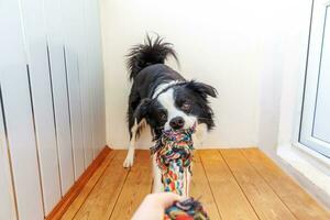 Lustiges Porträt eines süßen, lächelnden Hündchen-Border-Collie, der buntes Seilspielzeug im Mund hält. neues nettes Familienmitglied kleiner Hund zu Hause spielt mit dem Besitzer. Haustierpflege und Tierkonzept. foto