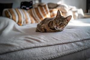 eine süße Savannenkatze auf einer Couch