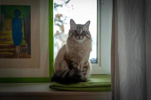 Innenfoto der heiligen Birmakatze foto