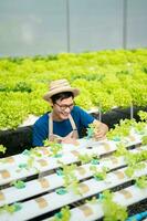 Bauern ernten frisches Salatgemüse von Hand in hydroponischen Pflanzensystemfarmen im Gewächshaus, um es zu vermarkten. foto