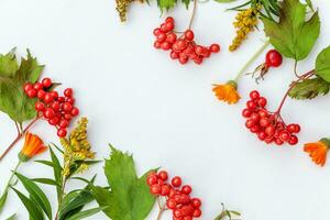 Herbst Blumen- Komposition. Rahmen gemacht von Herbst Pflanzen Viburnum Beeren Orange Blumen isoliert auf Weiß Hintergrund. Herbst fallen natürlich Pflanzen Ökologie Hintergrund Konzept. eben legen oben Sicht, Kopieren Raum foto