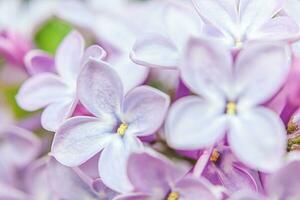 schön Geruch violett lila lila blühen Blumen im Frühling Zeit. schließen oben Makro Zweige von lila selektiv Fokus. inspirierend natürlich Blumen- Blühen Garten oder Park. Ökologie Natur Landschaft foto