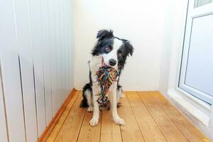 Lustiges Porträt eines süßen, lächelnden Hündchen-Border-Collie, der buntes Seilspielzeug im Mund hält. neues nettes Familienmitglied kleiner Hund zu Hause spielt mit dem Besitzer. Haustierpflege und Tierkonzept. foto