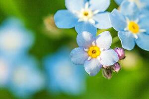 schön wild vergessen Sie mich nicht Myosotis Blume blühen Blumen im Frühling Zeit. schließen oben Makro Blau Blumen, selektiv Fokus. inspirierend natürlich Blumen- Blühen Sommer- Garten oder Park. foto