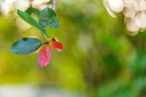 Nahansicht natürlich Herbst fallen Aussicht von rot Orange Blatt glühen im Sonne auf verschwommen Grün Hintergrund im Garten oder Park. inspirierend Natur Oktober oder September Hintergrund. Veränderung von Jahreszeiten Konzept. foto