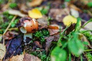 Essbarer kleiner Pilz Russula mit roter rostroter Kappe im Moosherbstwaldhintergrund. Pilze in der Natur. Großer Pilz Makro Nahaufnahme. inspirierende natürliche sommer- oder herbstlandschaft. foto