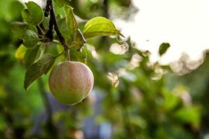 perfekt rot Grün Apfel wachsend auf Baum im organisch Apfel Obstgarten. Herbst fallen Aussicht auf Land Stil Garten. gesund Essen vegan Vegetarier Baby Diät Konzept. lokal Garten produzieren sauber Lebensmittel. foto