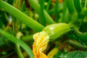 wachsend Zucchini im Gewächshaus. foto