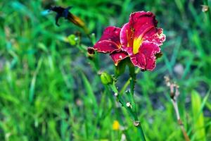 Blühen Taglilie Blumen oder Hemerocallis Blume, Nahansicht auf ein sonnig Tag. Hemerocallis schwarz Falke Ritual. das Schönheit von ein Zier Blume im das Garten foto