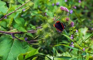 Vanessa Atlanta oder rot Admiral Schmetterling versammelt sich Nektar auf größer Klette oder Arctium Lappa l Blumen foto