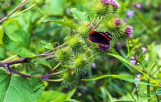 Vanessa Atlanta oder rot Admiral Schmetterling versammelt sich Nektar auf größer Klette oder Arctium Lappa l Blumen foto