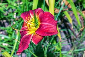 Grün Heuschrecke auf ein Hemerocallis Taglilie Blume, Nahansicht auf ein sonnig Tag. Hemerocallis schwarz Falke Ritual. foto