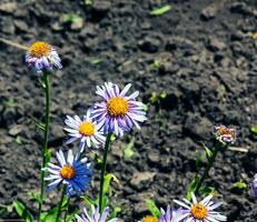 alpin Aster oder Kamille, Aster Alpinus Ich, Blühen im ein sonnig Garten im Juni foto