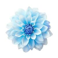 Blau Dahlie Blume isoliert foto