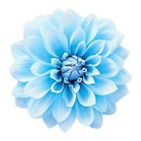 Blau Dahlie Blume isoliert foto