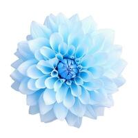 Blau Dahlie Blume isoliert foto