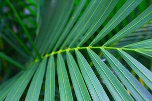 schließen oben von Grün Palme Blatt im das Garten. tropisch Natur Hintergrund. foto