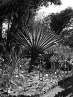 Teneriffa Insel im Spanien foto