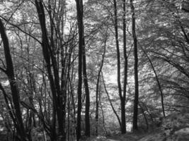 an der Ostsee in Polen foto