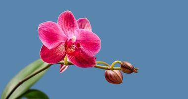 Nahaufnahme von Orchideenblüte