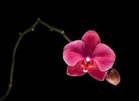 rosa Orchidee auf schwarzem Hintergrund isoliert foto
