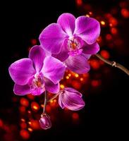rosa Orchidee auf dunklem Hintergrund