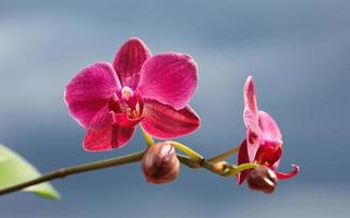Nahaufnahme von Orchideenblüte