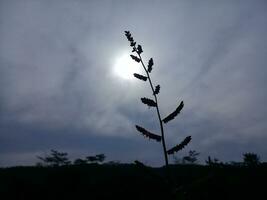 Pflanzen mit ein hell Mond und dunkel Wolken foto