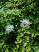 Aussicht von Blühen Weiß Blumen von über foto