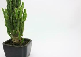 Kaktus Pflanzen im klein Töpfe foto