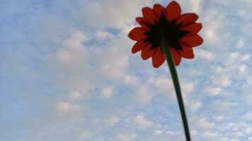 ein Aussicht von rot Blumen von unten foto