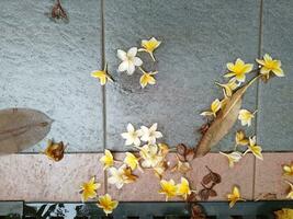 Gelb Blumen fallen auf das Fußboden foto