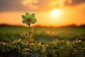 ein Blume im ein Feld mit Sonne auf Hintergrund foto