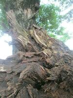 Baumstämme im Wald foto