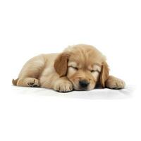 schläfrig golden Retriever Hündchen Hund . ai generisch foto