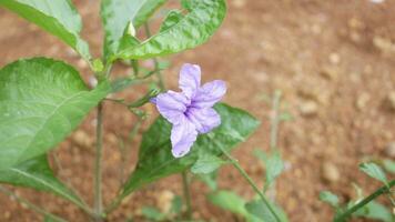 schön Blühen lila Blume auf das Boden foto