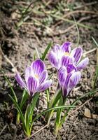 Krokus Blumen auf das Blumenbeet foto