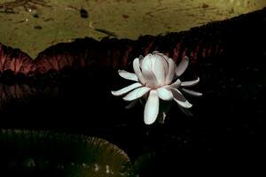 ein Lilie im ein Teich foto