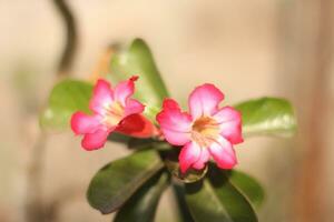 Wüste Rose oder Impala Lilie Adenium obesum foto