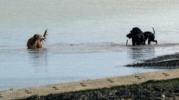 Haustier Hunde spielen im das Fluss foto