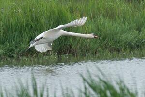 Schwan fliegend niedrig Über das Wasser im Sümpfe foto